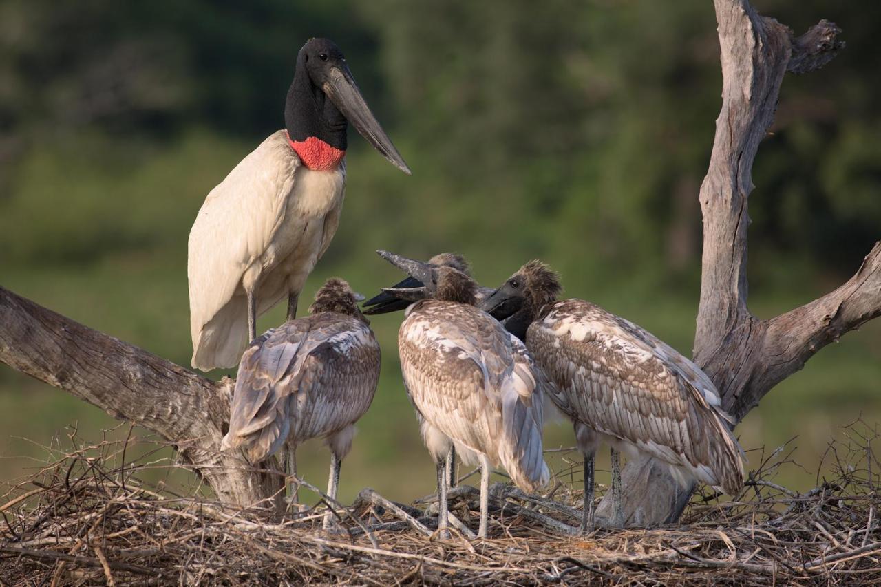 Southwild Pantanal Lodge Pixaim Bagian luar foto