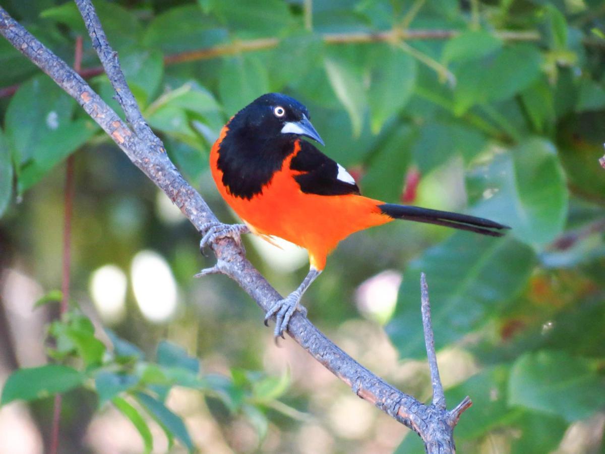 Southwild Pantanal Lodge Pixaim Bagian luar foto