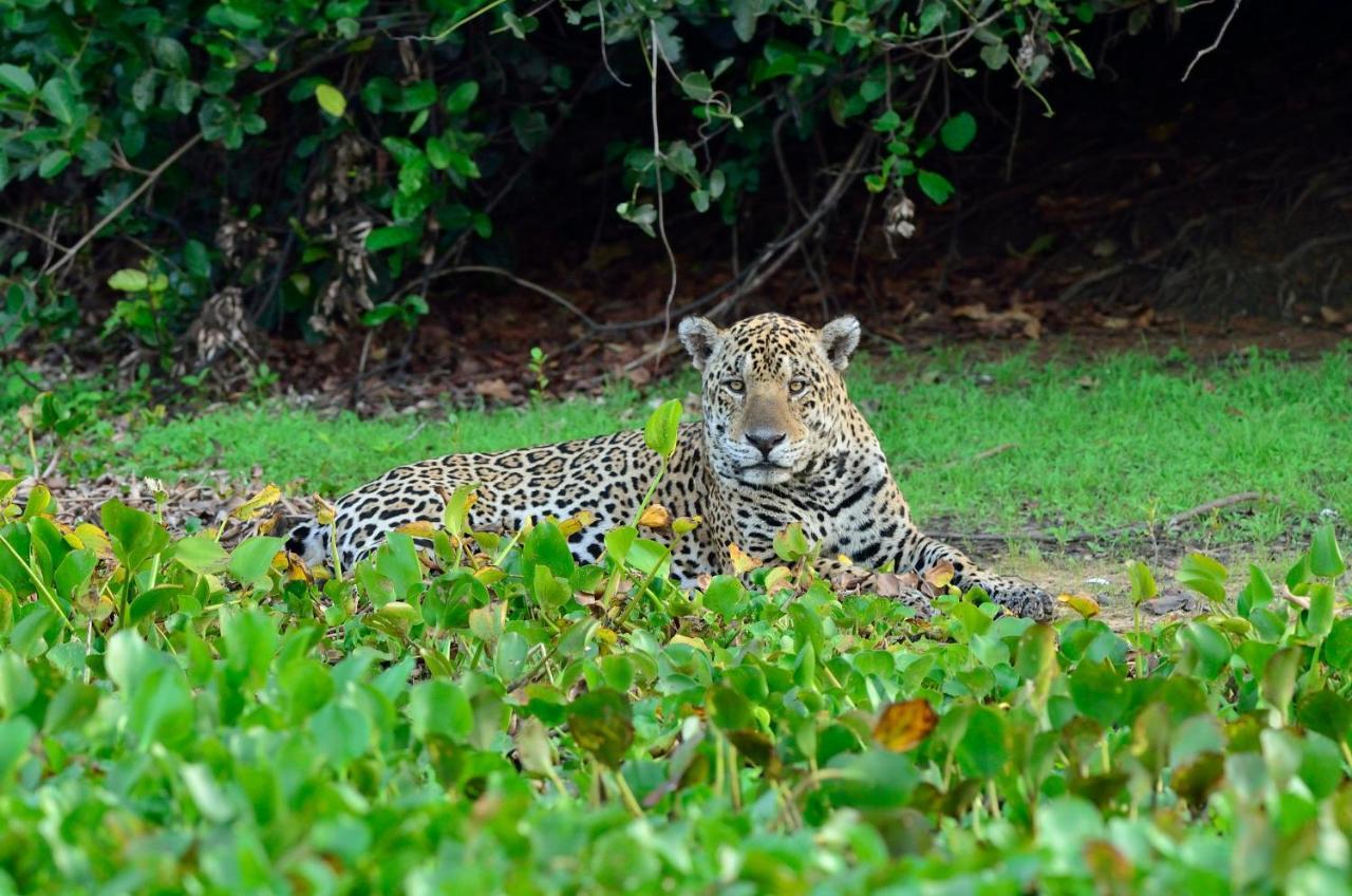 Southwild Pantanal Lodge Pixaim Bagian luar foto