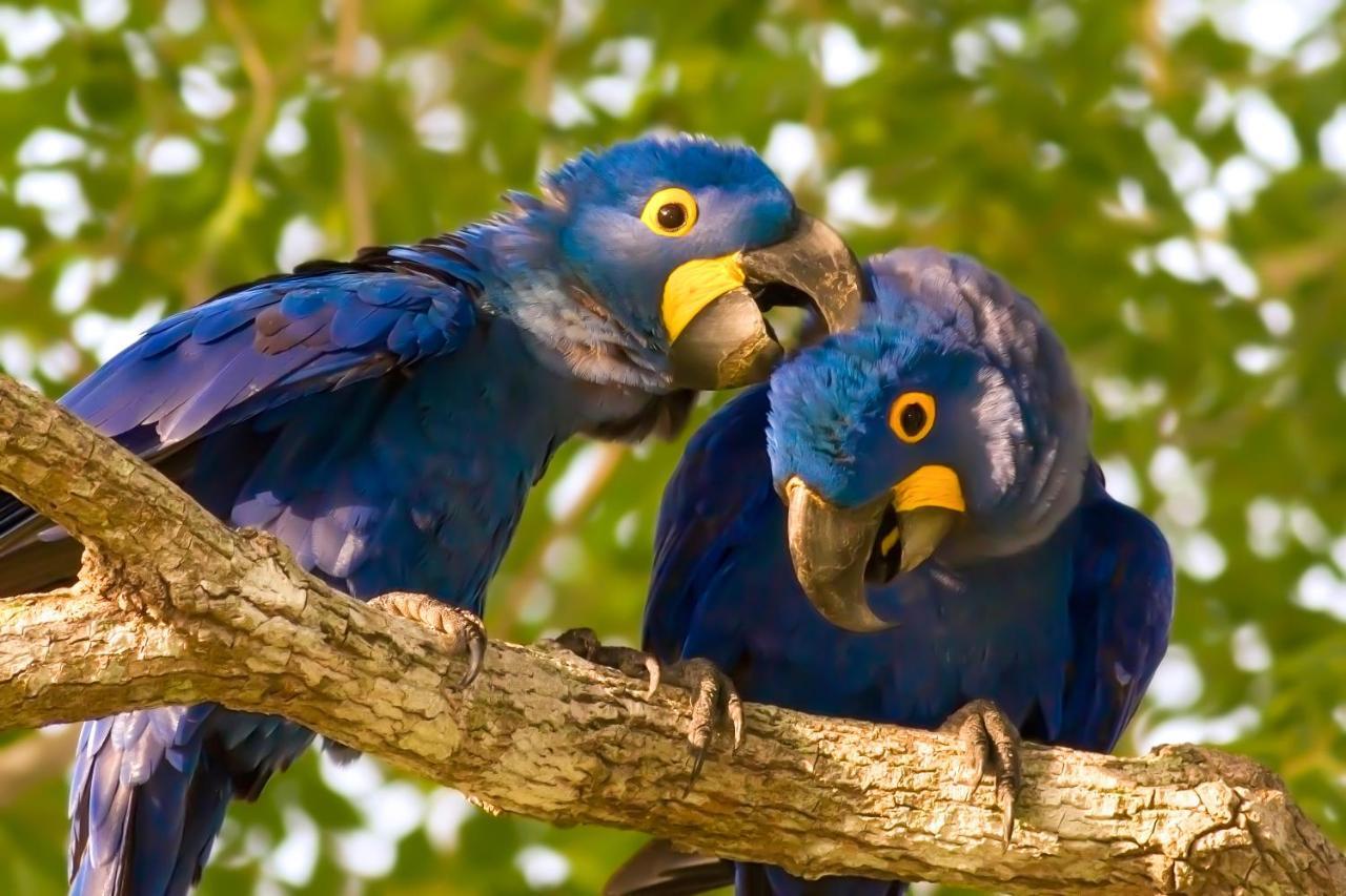 Southwild Pantanal Lodge Pixaim Bagian luar foto