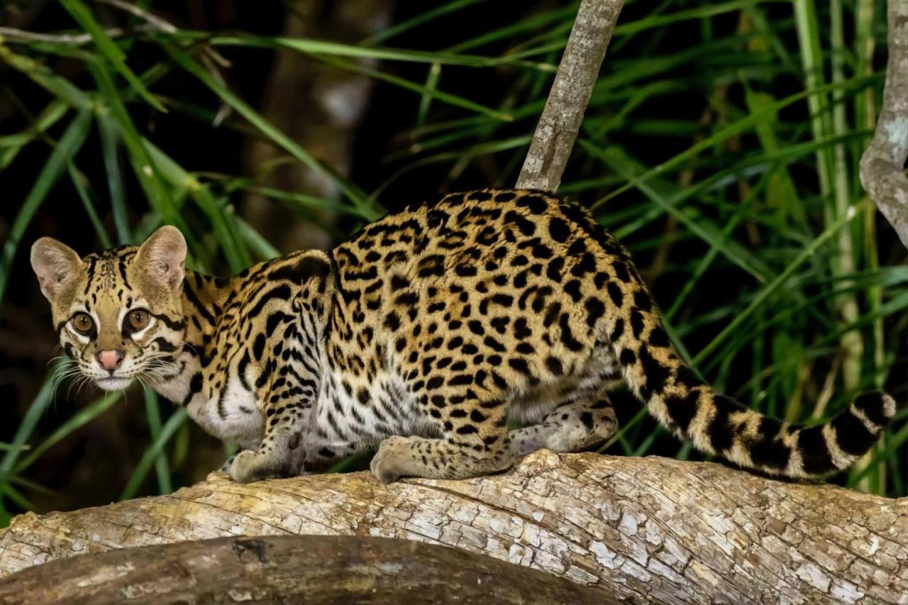 Southwild Pantanal Lodge Pixaim Bagian luar foto