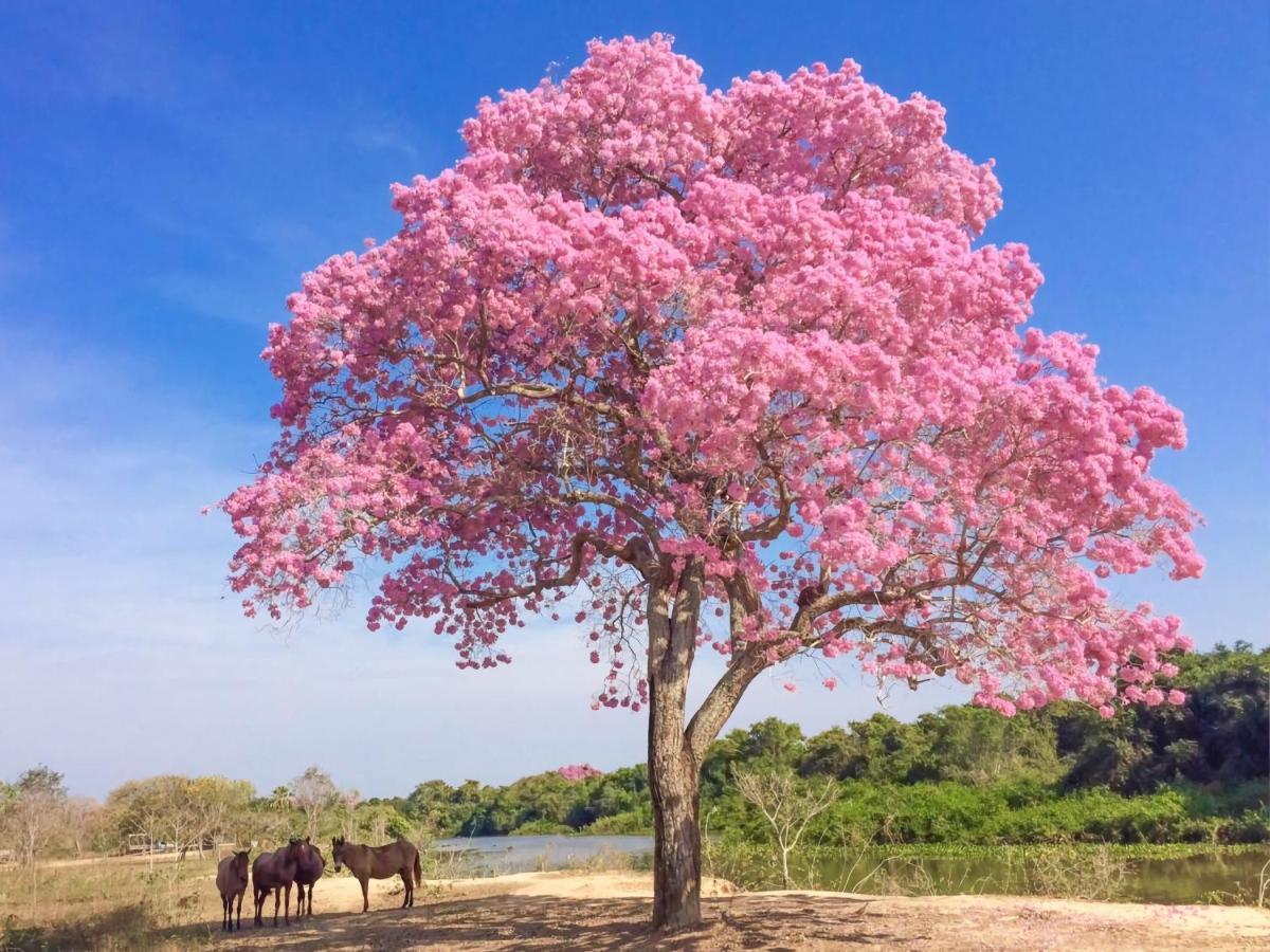 Southwild Pantanal Lodge Pixaim Bagian luar foto