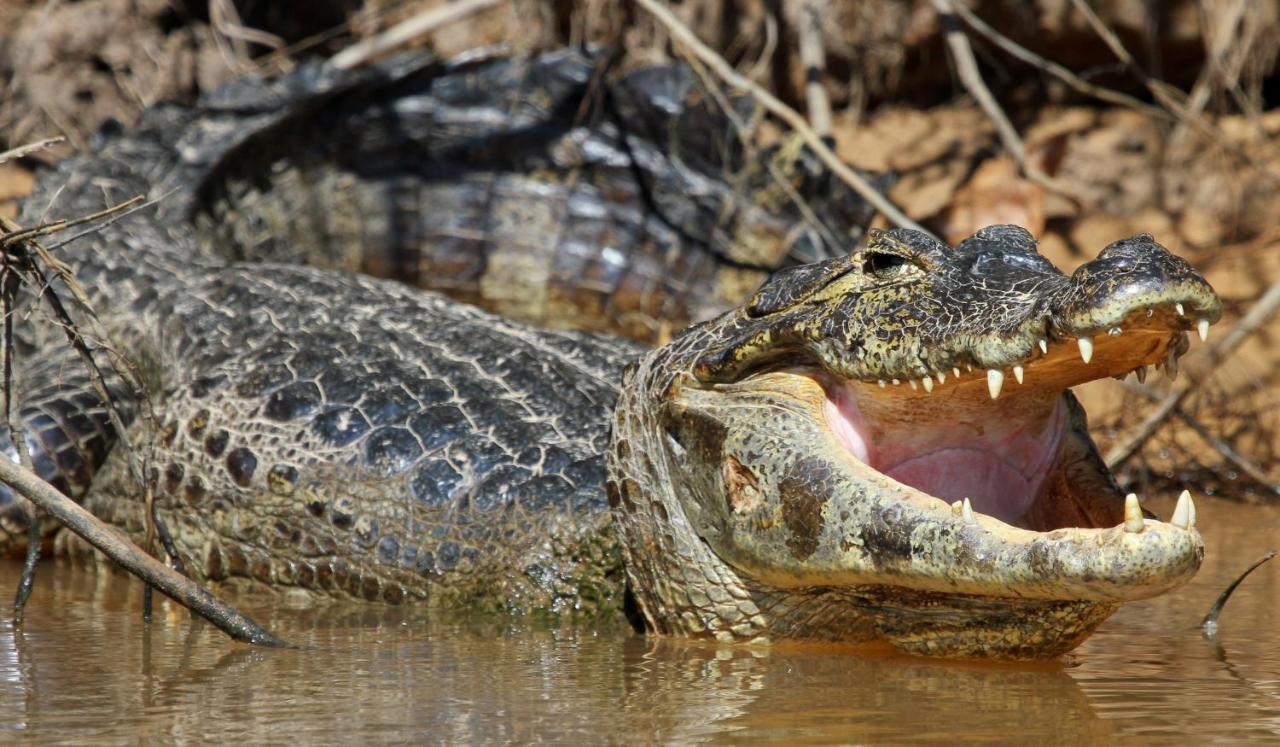 Southwild Pantanal Lodge Pixaim Bagian luar foto
