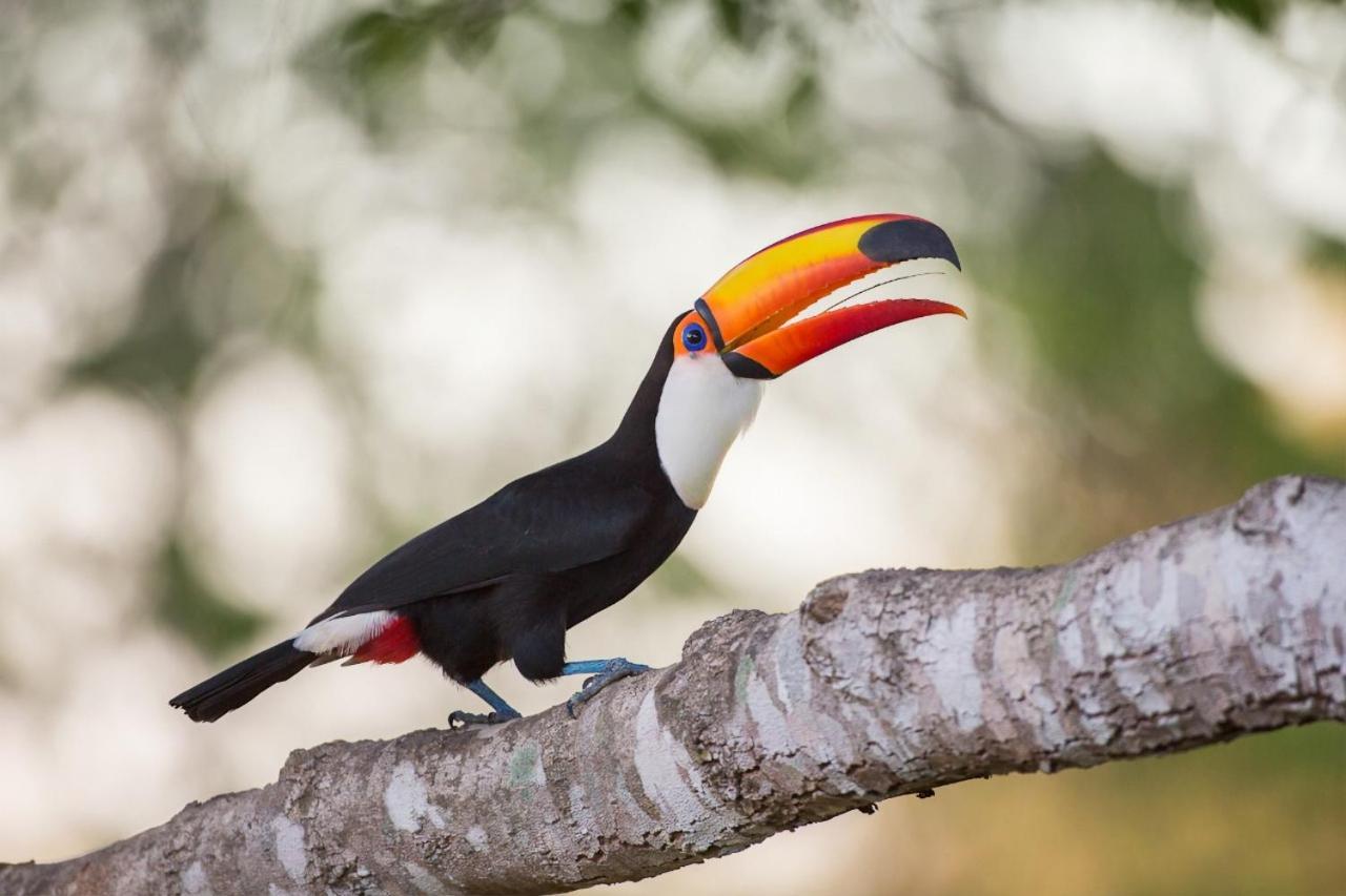 Southwild Pantanal Lodge Pixaim Bagian luar foto