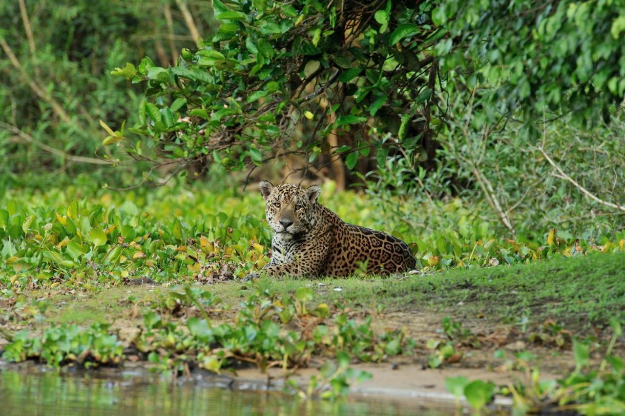 Southwild Pantanal Lodge Pixaim Bagian luar foto