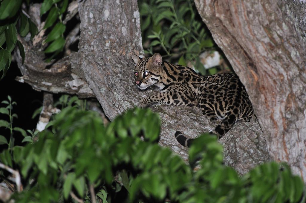 Southwild Pantanal Lodge Pixaim Bagian luar foto