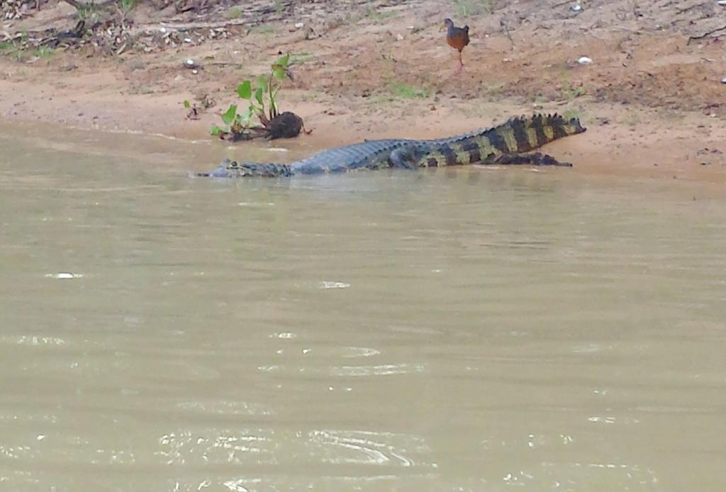 Southwild Pantanal Lodge Pixaim Bagian luar foto
