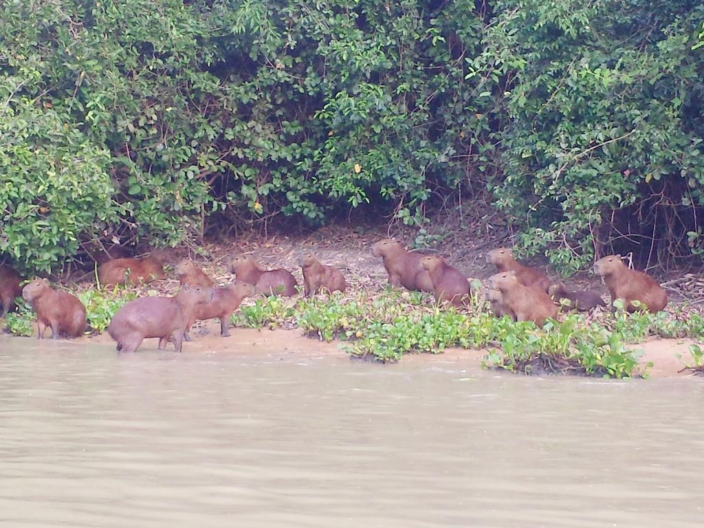 Southwild Pantanal Lodge Pixaim Bagian luar foto