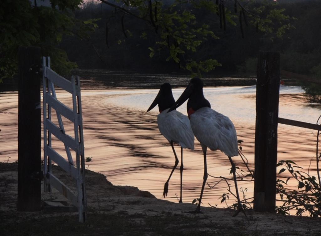 Southwild Pantanal Lodge Pixaim Bagian luar foto